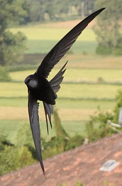 Mauersegler im Flug